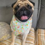 @baelly.pug